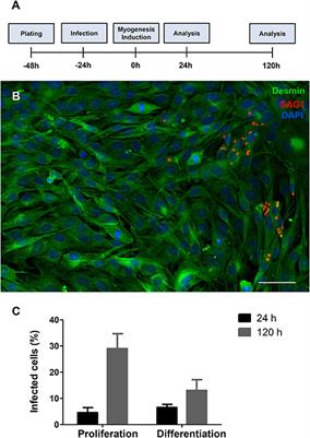 Toxoplasma gondii Impairs Myogenesis in vitro, With Changes in Myogenic Regulatory Factors, Altered Host Cell Proliferation and Secretory Profile